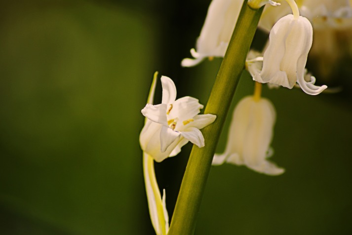 sprig-of-lily-of-the-valley-763843_1920